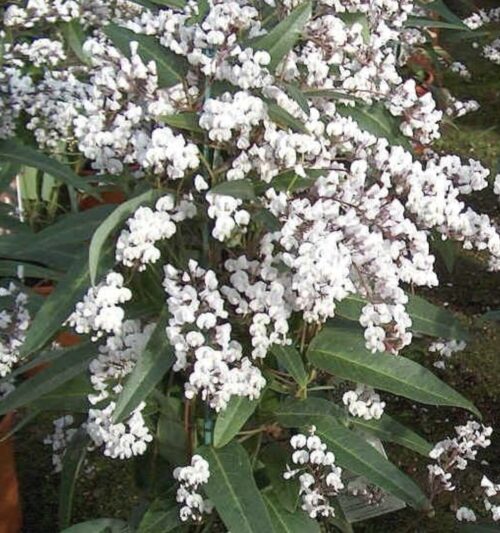 Buy hardenbergia perth free n easy